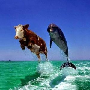 Meet your Posher, Andres